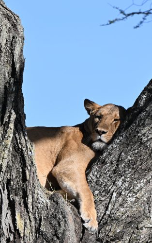 Lioness in tree