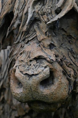 detail of highland cow