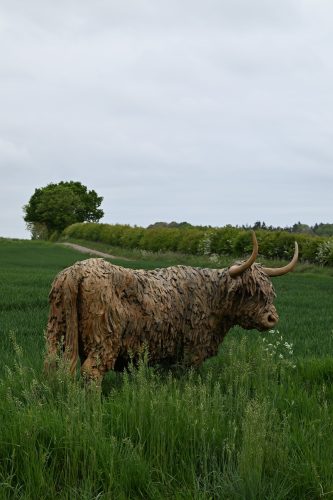 Mackie's life size highland cow