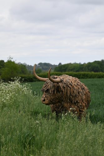 bronze highland cow