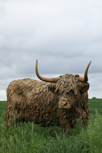 life size highland cow