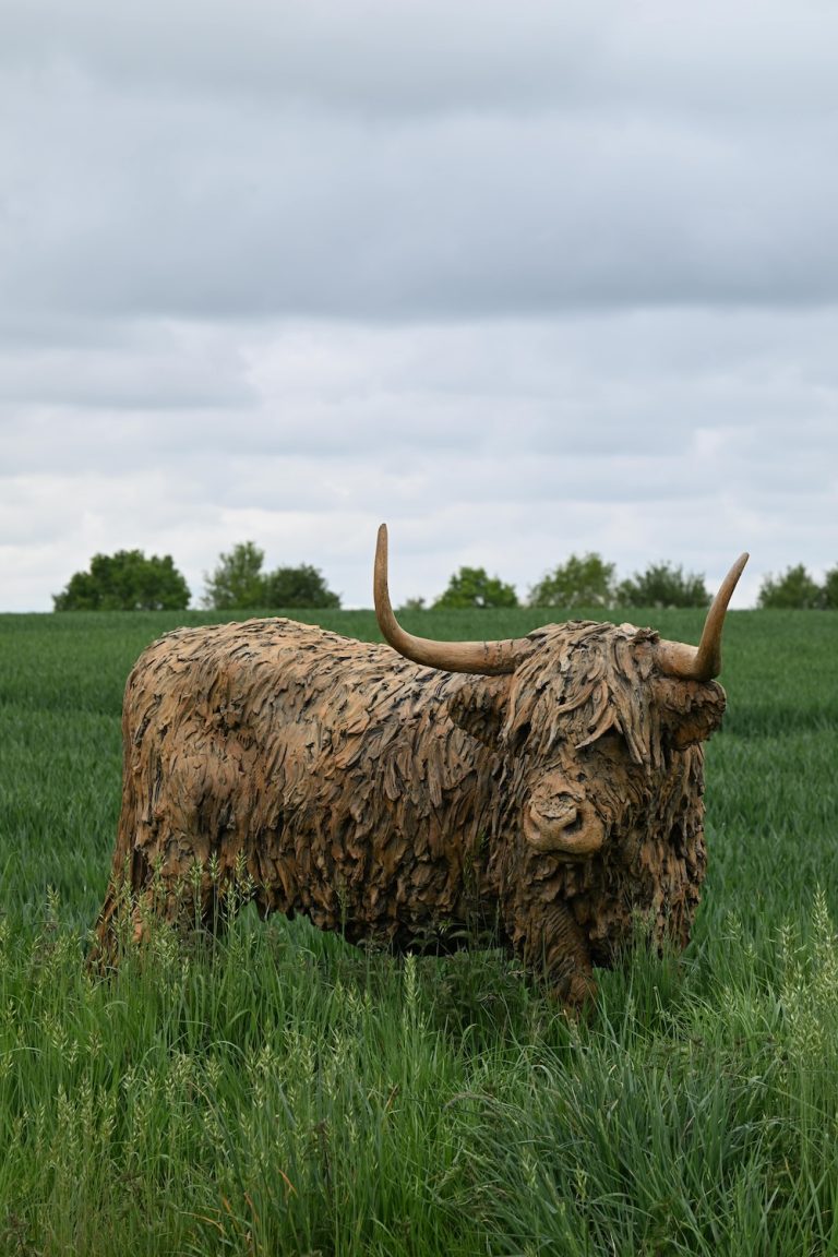 Bronze sculpture of highland cow