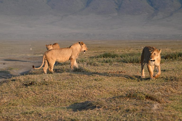 Lions in Tanzania
