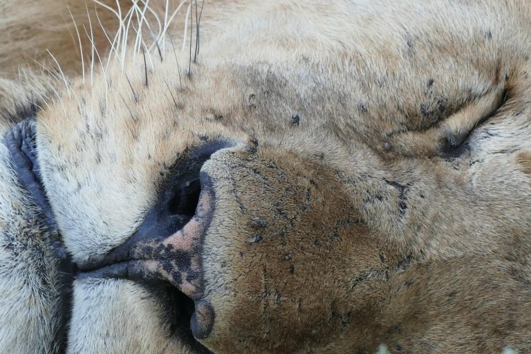 Head of a lion