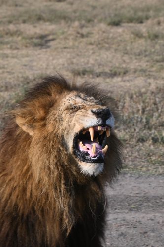 Lion roaring