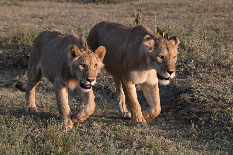 two lionesses in Tanzania