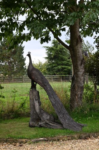 life size peacock in bronze