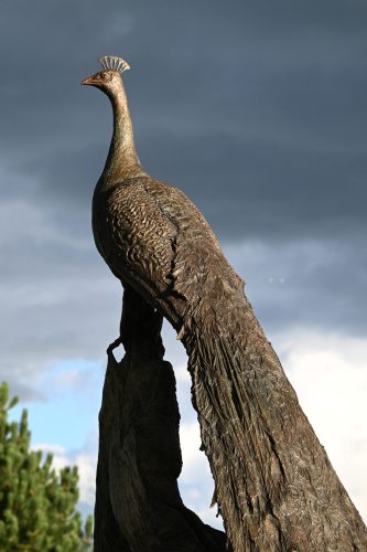 Mackie's bronze peacock