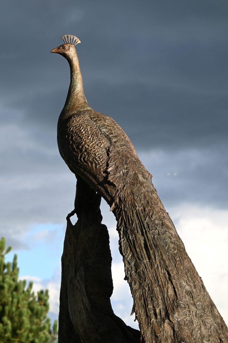 Mackie's bronze peacock