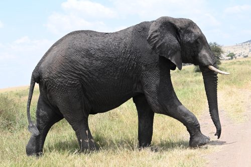 Bull elephant in Africa