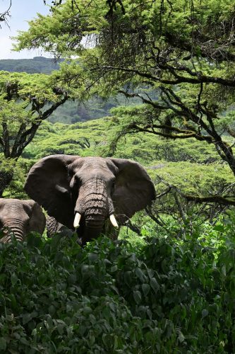 elephant in wild