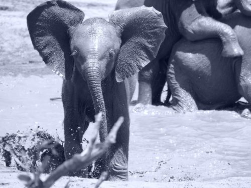 elephant calf in wild