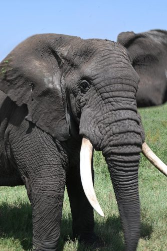 bull elephant in Africa