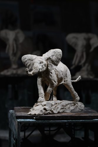 Mackie's adolescent elephant