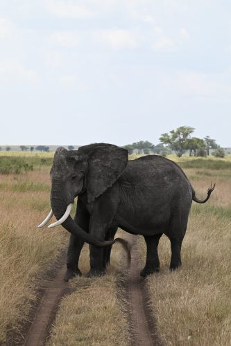 elephant cow on dirt track