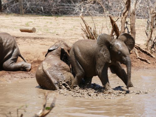 elephant calves bathing