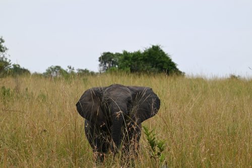 An adolescent elephant in Africa