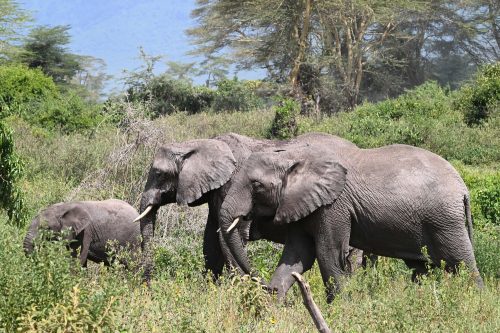 Family of elephants in Africa