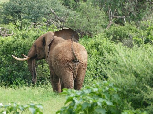 Large elephant bull