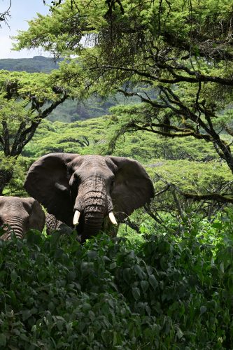 Large bull elephant
