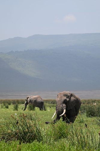 Wild elephants in Africa