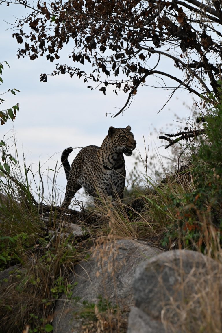 Leopard in Africa