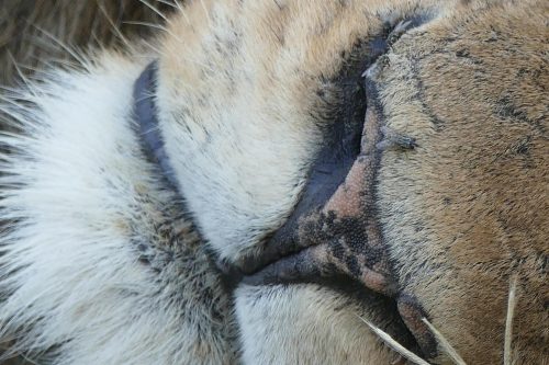 close up of lion's nose and mouth