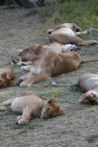 family of lions