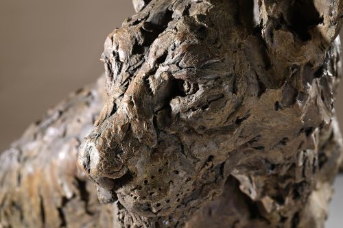 detail of lioness head