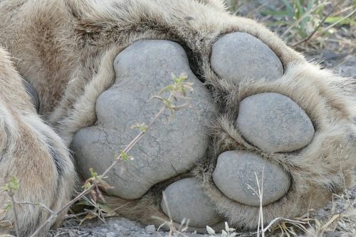 lioness foot
