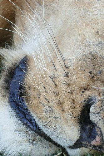 mouth of lioness