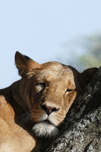 lioness sleeping