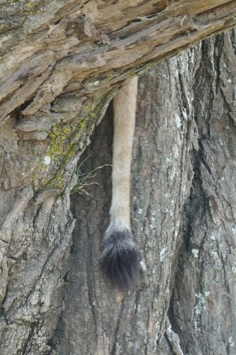 tail of lioness