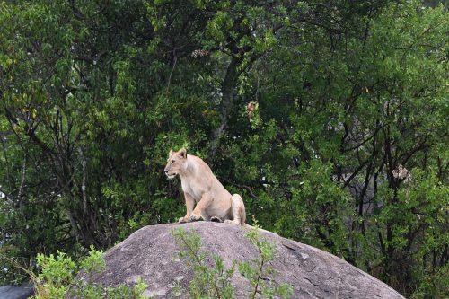 wild lioness sitting