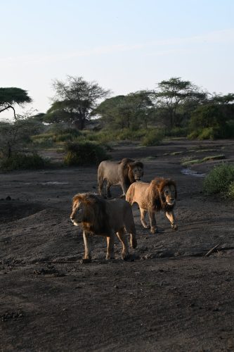 Lions in Africa