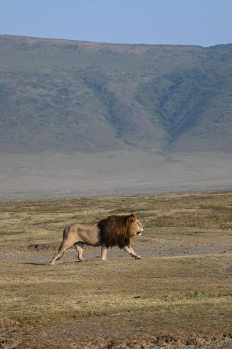 lion in the wild