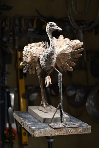 Mackie's ostrich