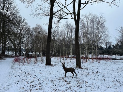 Mackie's bronze roe deer