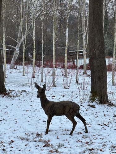 Bronze roe deer