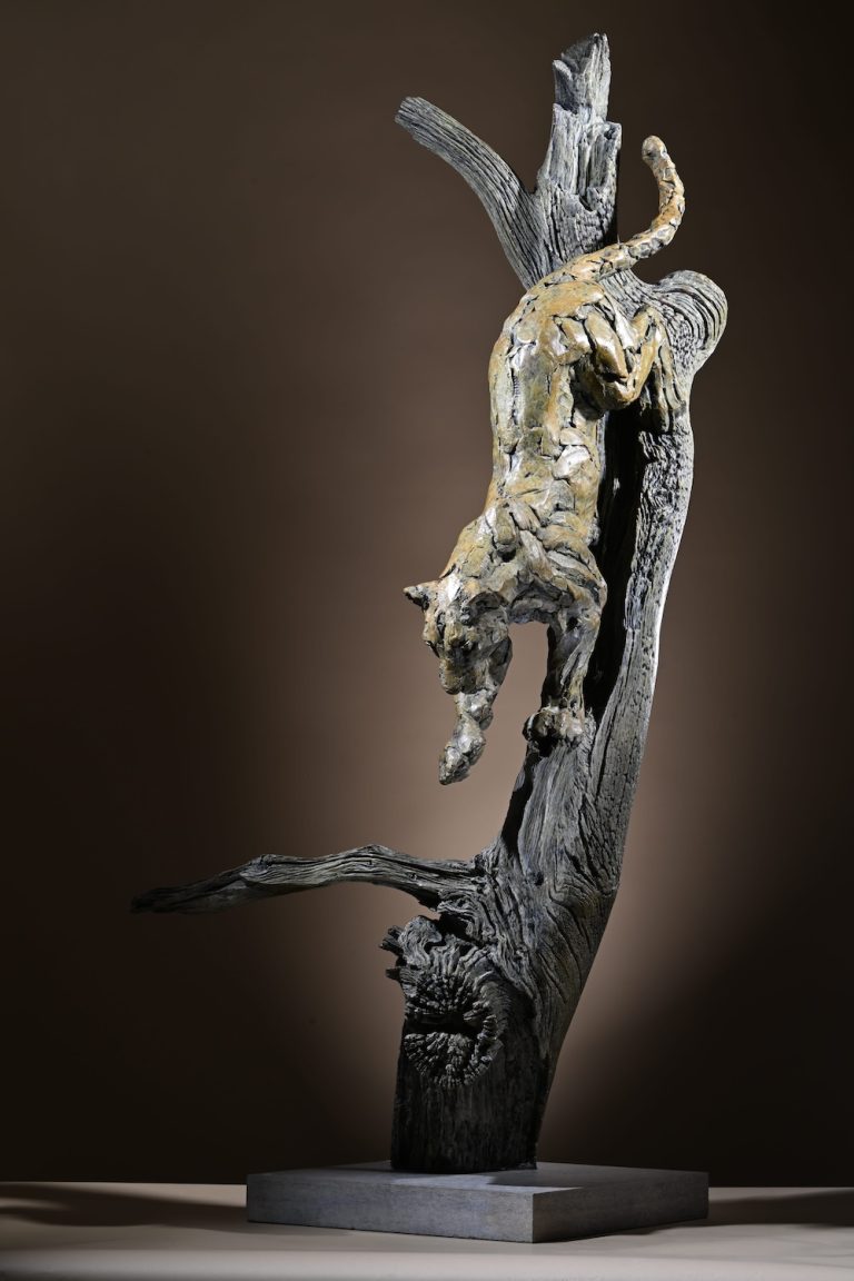 Leopard climbing down tree by Mackie