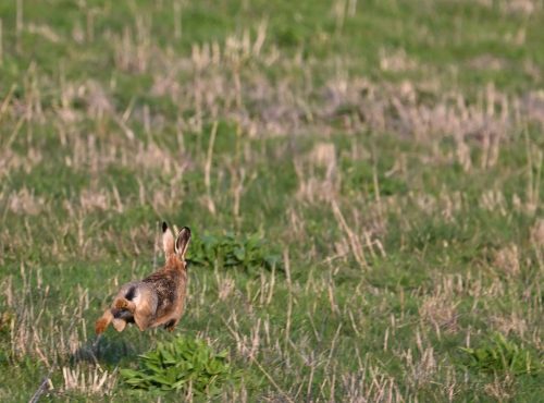 hare running
