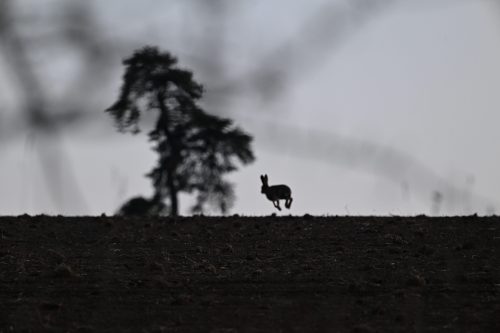 silhouette of hare in field