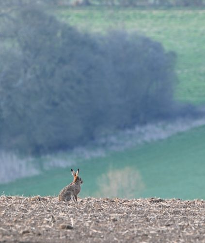hare sitting in field