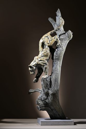 Mackie's Leopard climbing down tree
