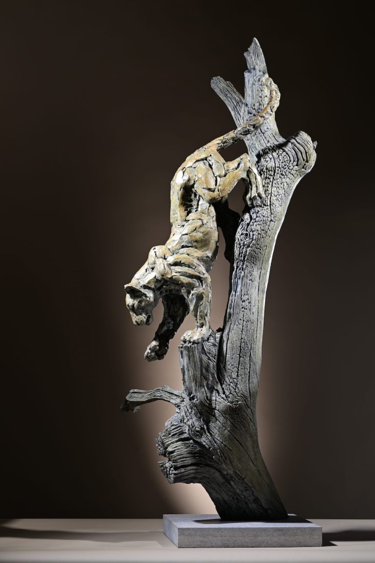 Mackie's Leopard climbing down tree