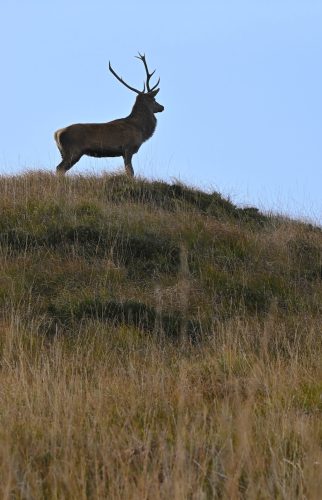 red stag on hill