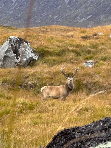 red stag in wild