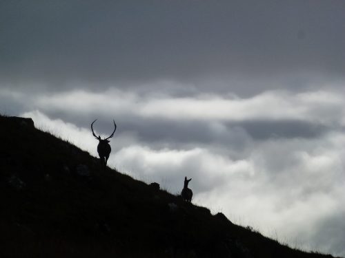 silhouette of stag and deer on hillside