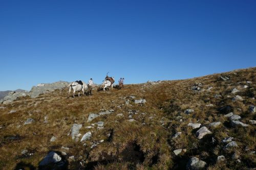 chillies transporting red stag on ponies
