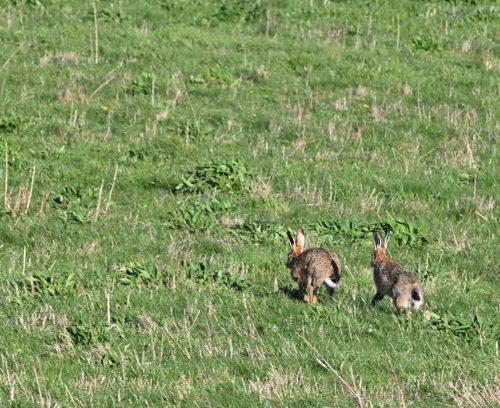 pair of hares in wild